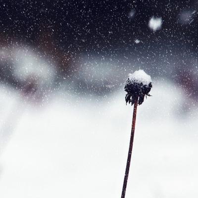 Jardin d hiver